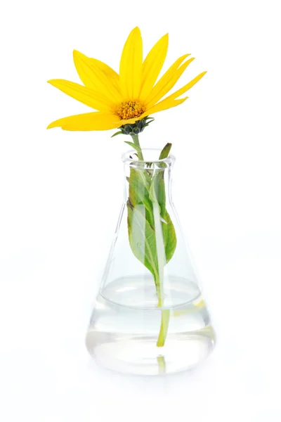 Flower in test-tube — Stock Photo, Image