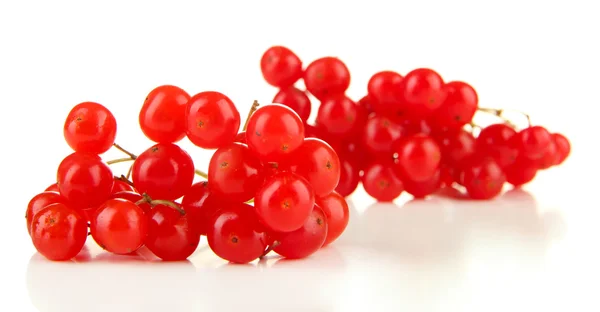 Baies rouges de viorne isolées sur blanc — Photo