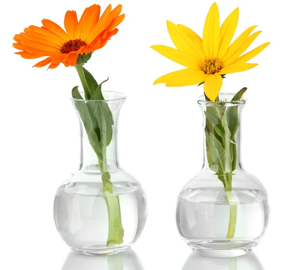 Blüten im Reagenzglas — Stockfoto