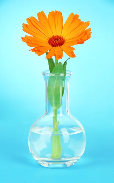 Flower in test-tube — Stock Photo, Image