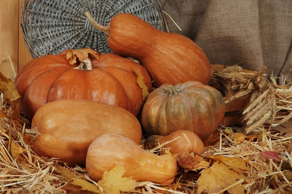 Pompoenen in houten tobbe met eerstelingsgarve en rieten staan op stro op rouwgewaad achtergrond — Stockfoto