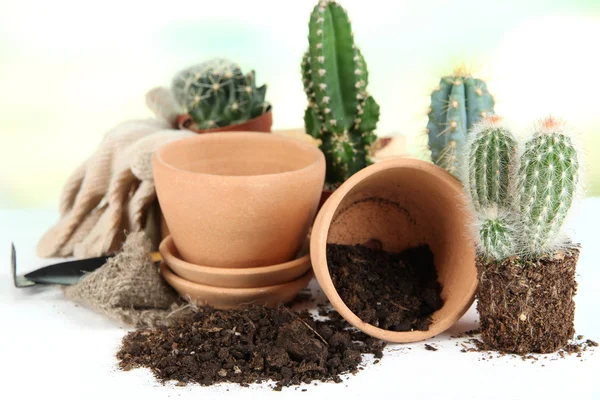 Cactus, macetas vacías y suelo — Foto de Stock