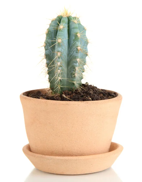 Cactus in bloempot — Stockfoto