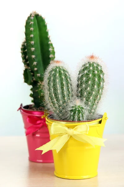 Cactuses in bright pails — Stock Photo, Image