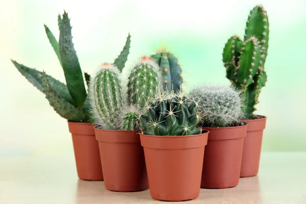 Cactussen — Stockfoto