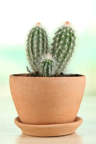 Cactus in flowerpot — Stock Photo, Image