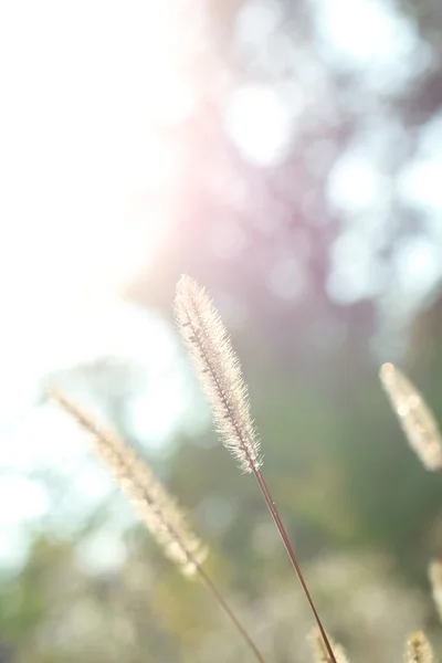 Autumnal background — Stock Photo, Image