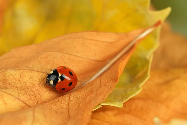 Beautiful ladybird on flower, on autumn leaves — Stock Photo, Image