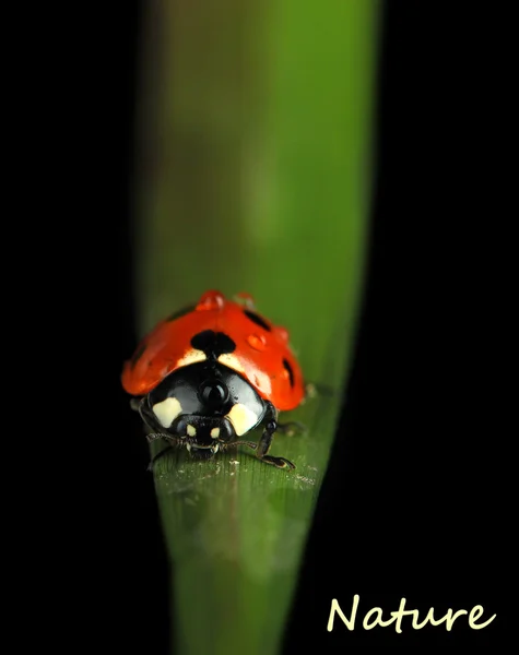 Schöner Marienkäfer auf grünem Gras, isoliert auf schwarzem — Stockfoto