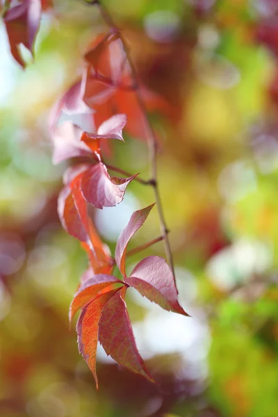 Feuilles rouges sur fond lumineux — Photo