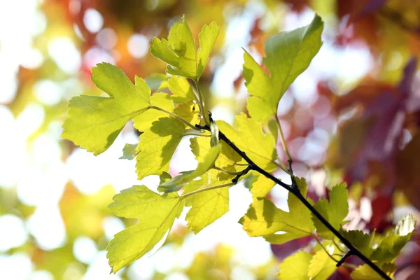 Folhas verdes em fundo brilhante — Fotografia de Stock