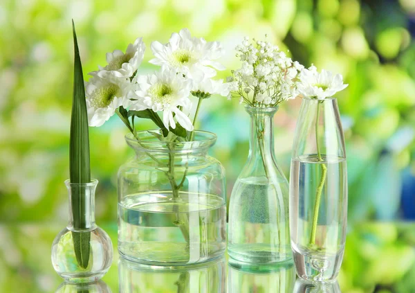 Plantas en varios recipientes de vidrio sobre fondo natural —  Fotos de Stock