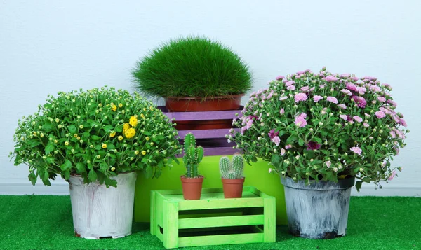 Fleurs dans des pots avec des boîtes sur herbe sur fond gris — Photo