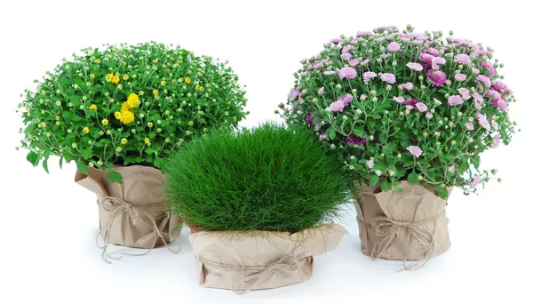 菊の茂みや鉢を白で隔離される草 — ストック写真