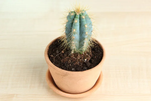 Hermoso cactus en maceta —  Fotos de Stock