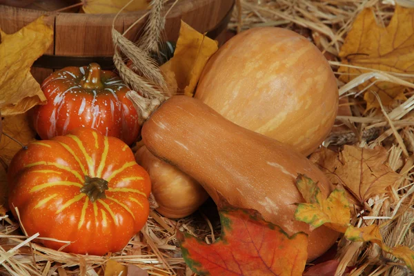 Calabazas — Foto de Stock