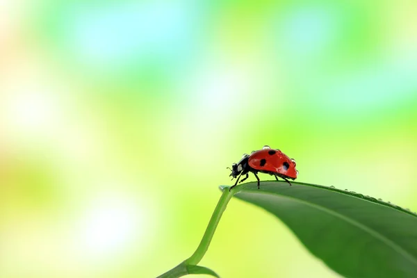 Belle coccinelle sur feuille verte — Photo