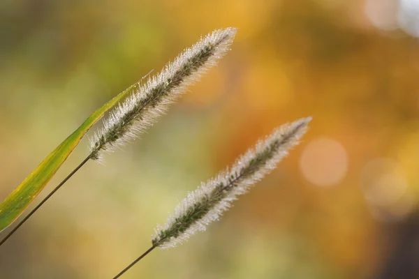 Autumnal background — Stock Photo, Image