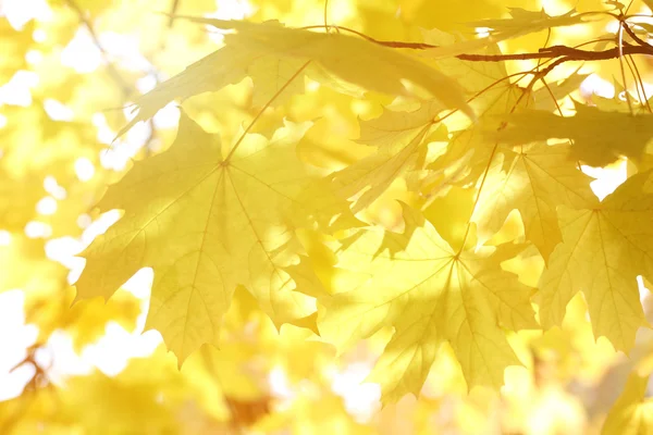 Jesienny tło — Zdjęcie stockowe