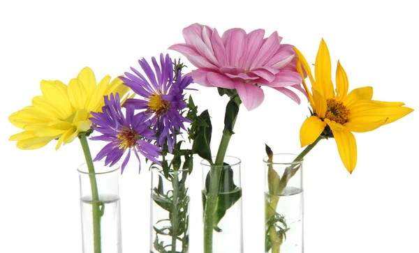 Flores em tubos de ensaio — Fotografia de Stock