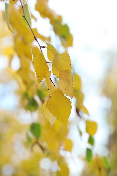 Feuilles vertes et jaunes — Photo