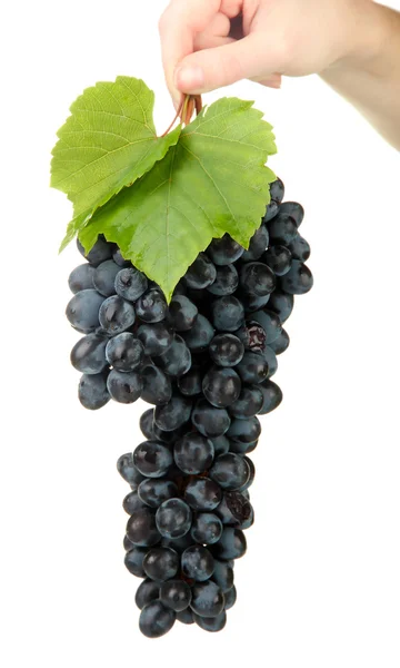 Ripe sweet grapes isolated on whit — Stock Photo, Image