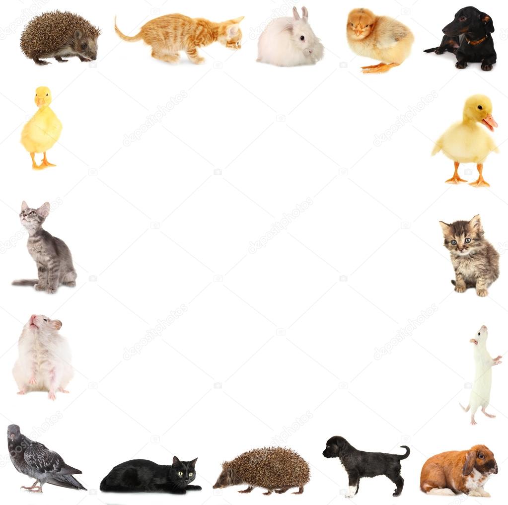 Collage of different cute animals