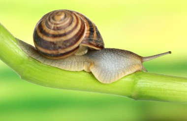 bitki parlak zemin üzerine yeşil kök üzerinde sürünerek salyangoz