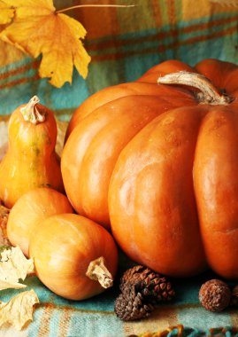 kumaş arka plan üzerinde pumpkins ile sonbahar natürmort