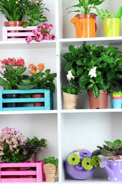 Beautiful flowers in pots on white shelves close-up — Stock Photo, Image