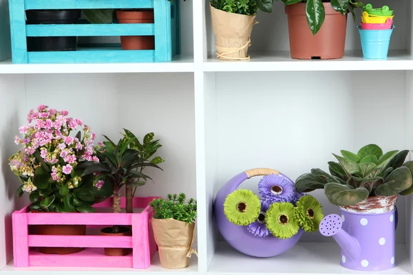 Beautiful flowers in pots on white shelves close-up — Stock Photo, Image