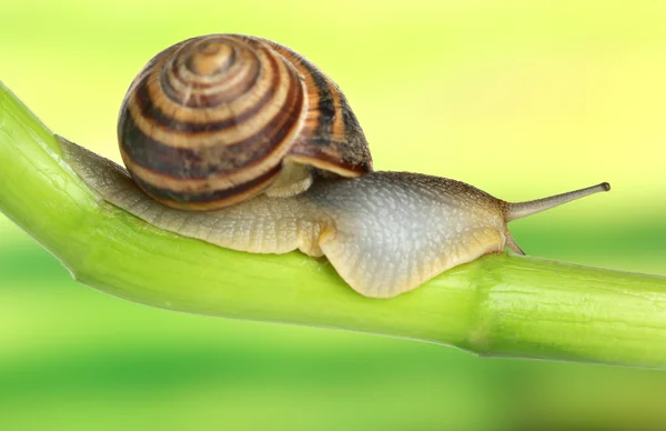 Snail crawling on green stem of plant on bright background — Stock Photo, Image