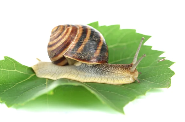 Caracol na folha isolada no branco — Fotografia de Stock