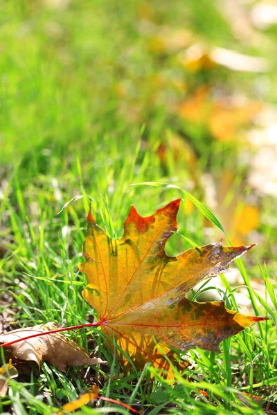 Maple leaves in park, close-up — Stock Photo, Image