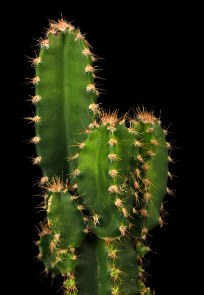Kaktus, isoliert auf schwarz — Stockfoto
