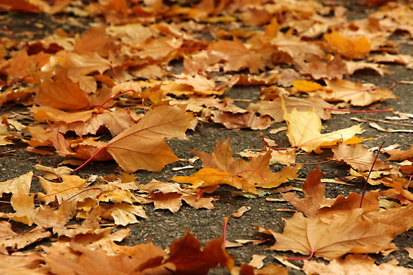 Bellissimo sfondo autunnale con foglie d'acero — Foto Stock