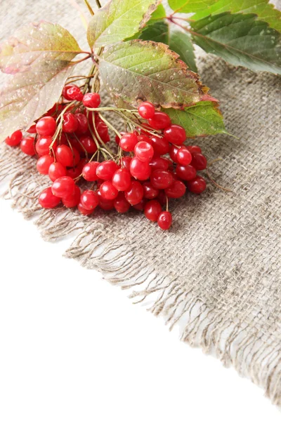 Red berries of viburnum on sackcloth napkin, isolated on white — Stock Photo, Image