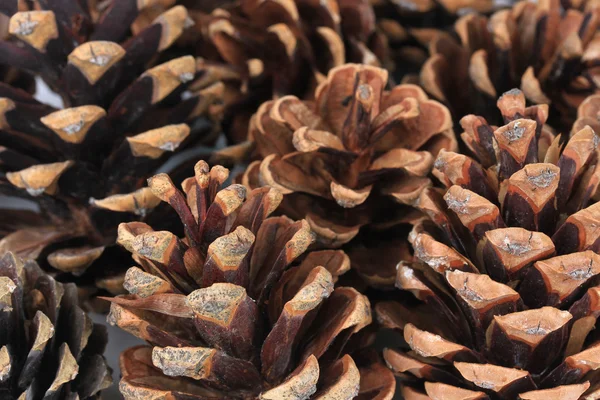 아름 다운 소나무 콘 클로즈업 — 스톡 사진