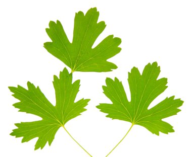 yeşil yapraklar beyaz üzerinde izole