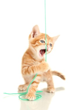 Sevimli küçük kırmızı kedi yavrusu beyazda soyutlanmış.