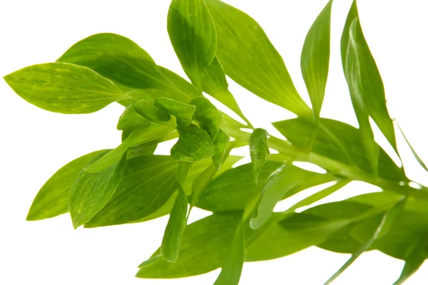Rama con hojas verdes, aislada en blanco — Foto de Stock