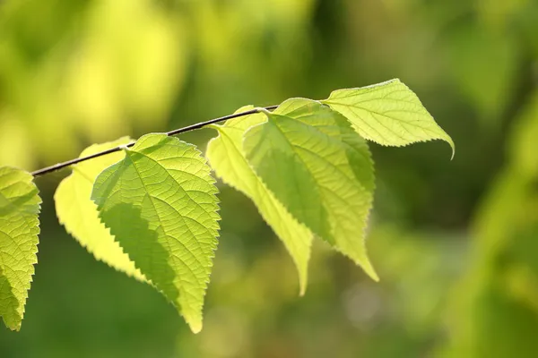 Gröna blad på ljus bakgrund — Stockfoto