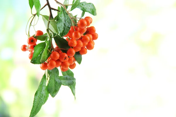 緑の葉は、明るい背景を持つピラカンサ トキワサンザシ オレンジ色の果実 — ストック写真