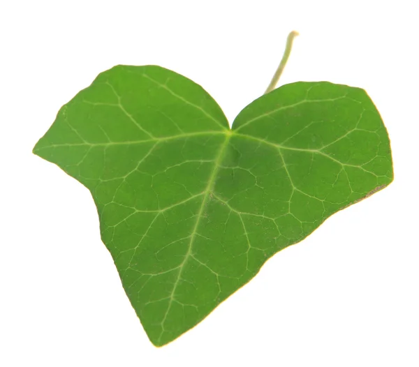 Green leaf isolated on white — Stock Photo, Image