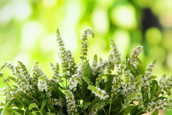 Fresh mint flowers in garden — Stock Photo, Image