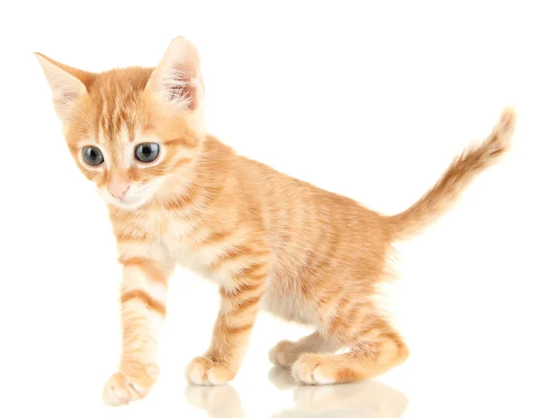 Cute little red kitten isolated on white — Stock Photo, Image