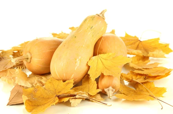 Calabazas maduras con hojas amarillas de otoño aisladas en blanco —  Fotos de Stock