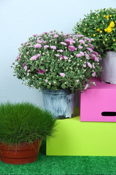 Fleurs dans des pots avec des boîtes sur herbe sur fond gris — Photo