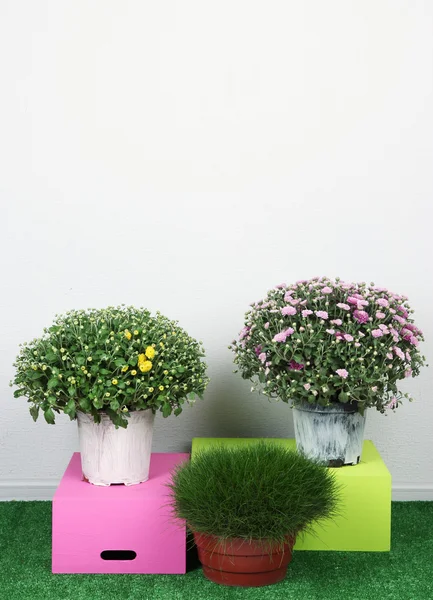 Flores en macetas con cajas sobre hierba sobre fondo gris —  Fotos de Stock