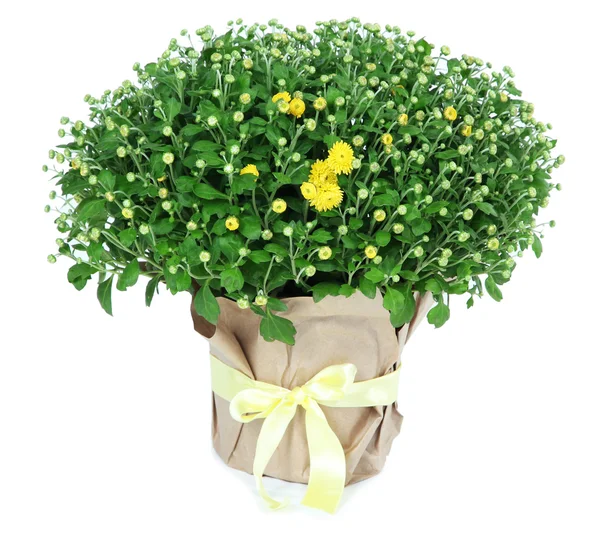 Chrysant bush in pot geïsoleerd op wit — Stockfoto